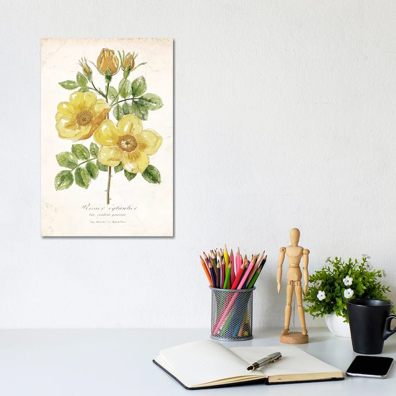 iCanvas "Botanical IV" by Nan Canvas Print - 12x8x0.75