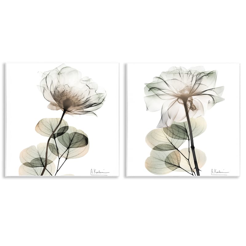 Stupell Cream Transparent Floral Wall Plaque Art Design By Albert Koetsier (Set of 2) - 12 x 12