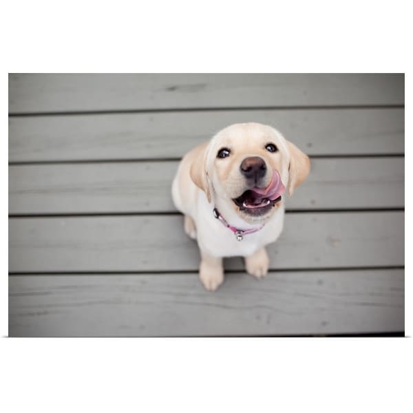 "Yellow Lab puppy with sticking out tongue." Poster Print