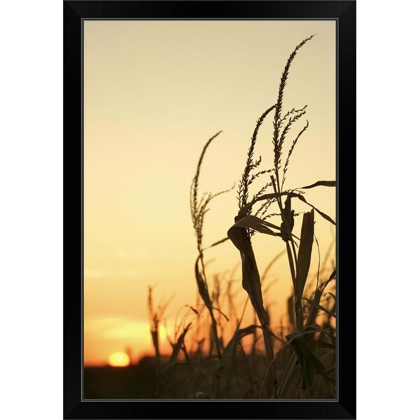 "Corn stalks silhouetted at sunset, Iowa" Black Framed Print