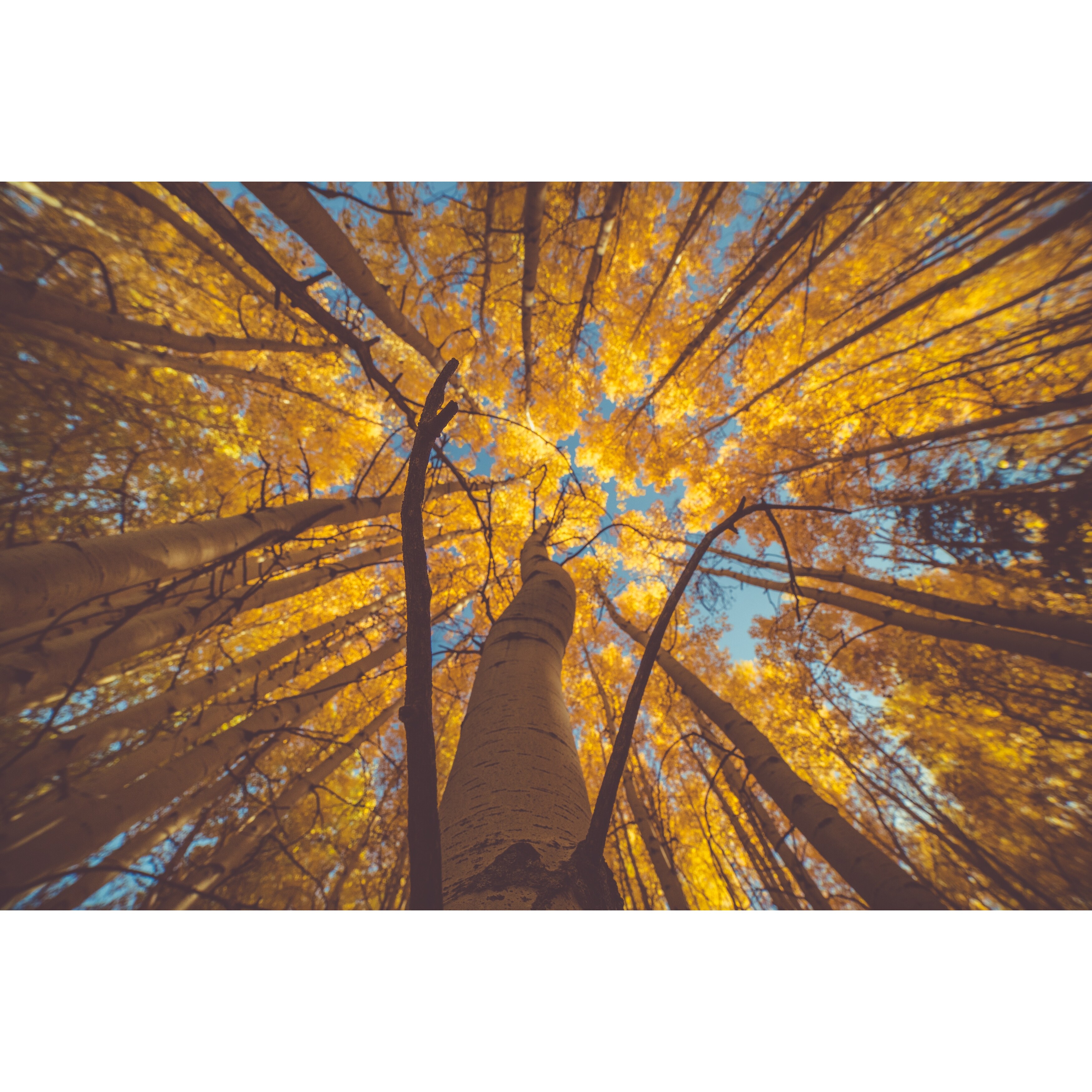 Shop Tree Forest Rocky Mountain Photograph Art Print Wall Artwork Decor Overstock 27630396