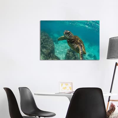 iCanvas "Green Sea Turtle Swimming In The Pacific Ocean, Hawaii, USA" by Panoramic Images Canvas Print