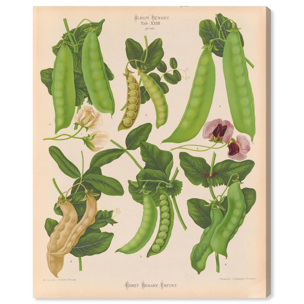 Podded Peas from Benary 1876 Canvas by Art Remedy, Gallery Wrapped