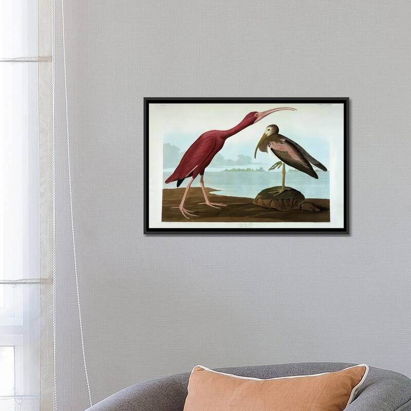 iCanvas "Scarlet Ibis " by John James Audubon Framed Canvas Print
