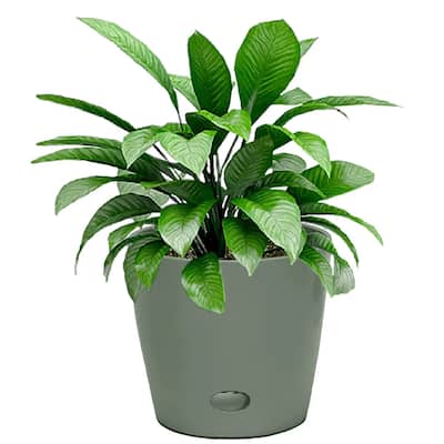 7" Round Self-Watering Indoor/Outdoor Bamboo Pots