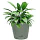 Option Sage Green
