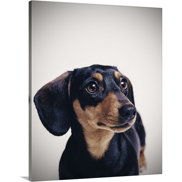 Dachshund new arrivals canvas art