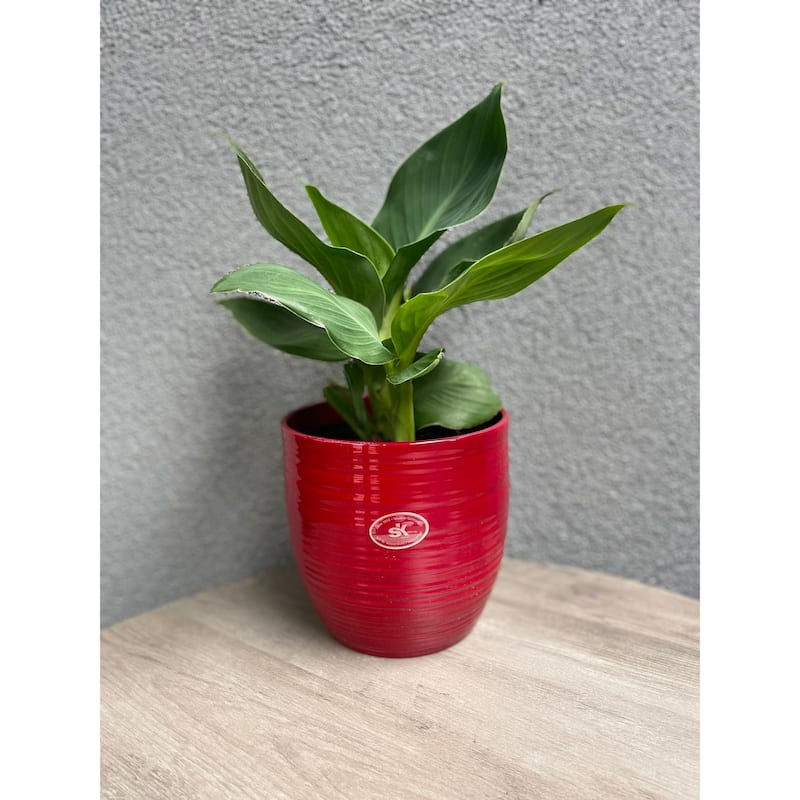 6.3" Ceramic Bergamo Indoor Plant Pots - White or Red