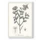 preview thumbnail 1 of 8, Antique Black & White Botanical-Premium Gallery Wrapped Canvas