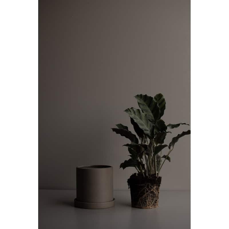 GROW Pot Dust- ND - Dust