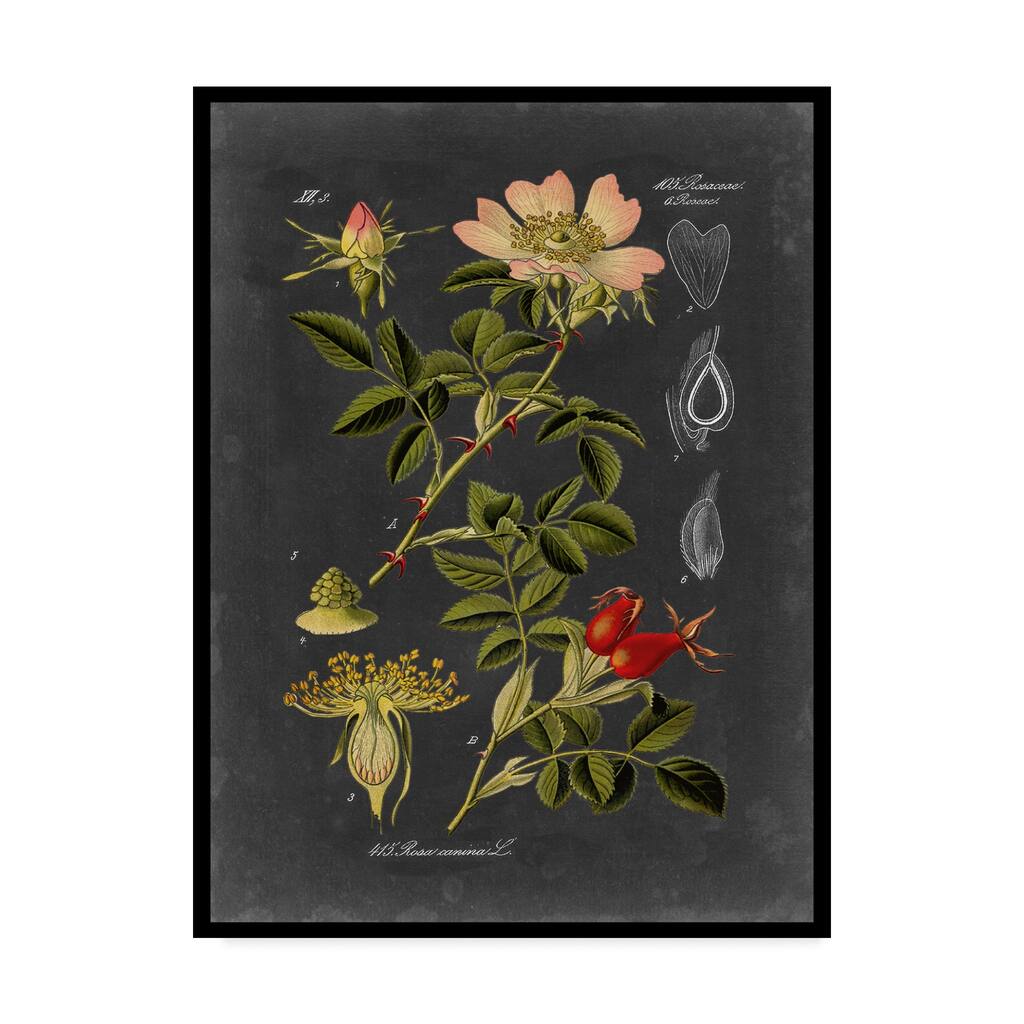 Vision Studio 'Midnight Botanical I' Canvas Art