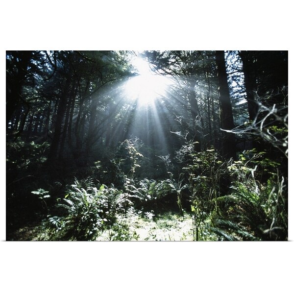 "Sunshine Through Mist And Trees" Poster Print