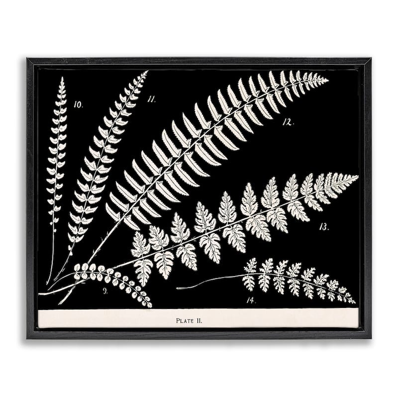 Stupell Fern Studies on Black Framed Floater Canvas Wall Art Design By Phillipa Katz - 31 x 25 - Black