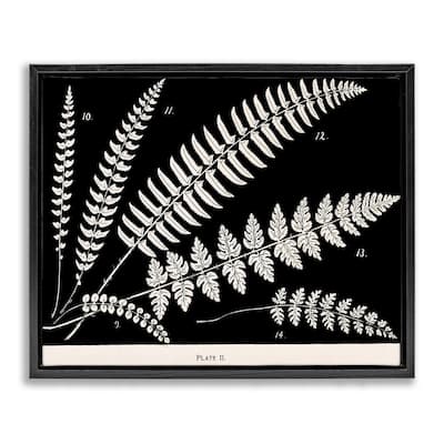 Stupell Fern Studies on Black Framed Floater Canvas Wall Art Design By Phillipa Katz