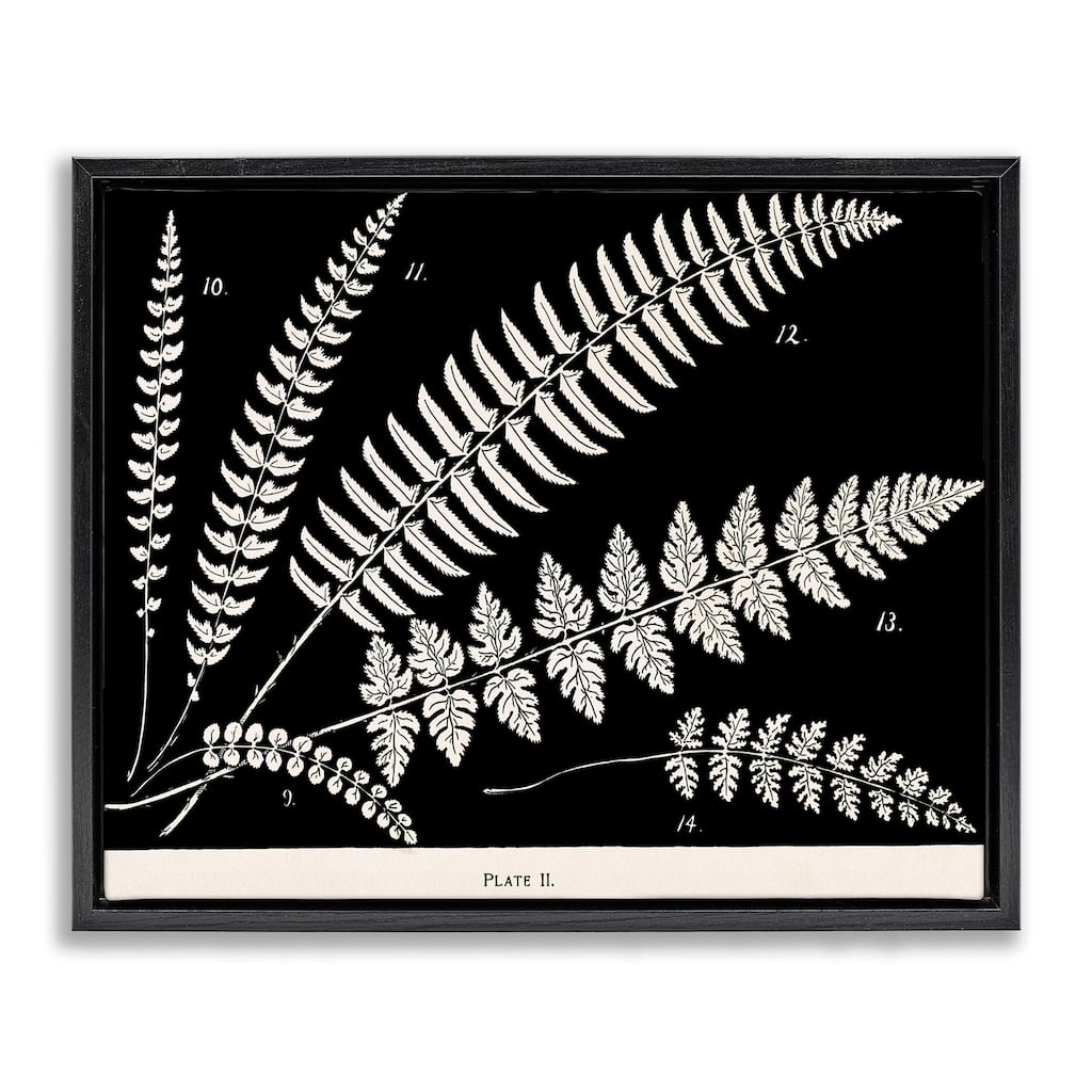 Stupell Fern Studies on Black Framed Floater Canvas Wall Art Design By Phillipa Katz