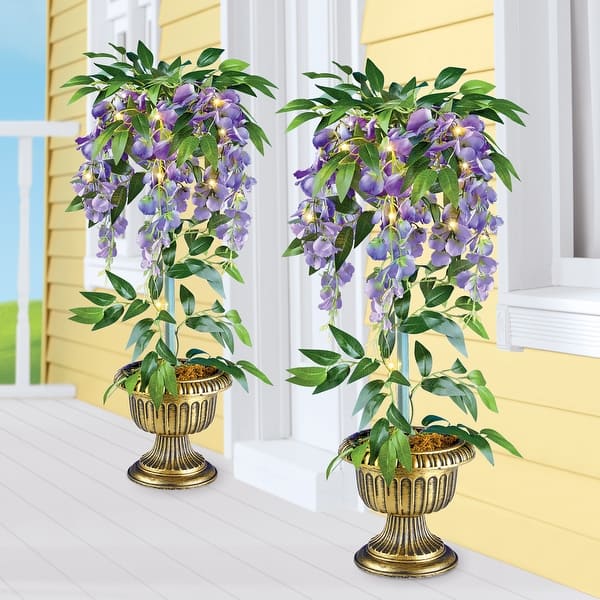 syngonium albo variegata preis Syngonium Albo Variegated Arrowhead Plant main image 0