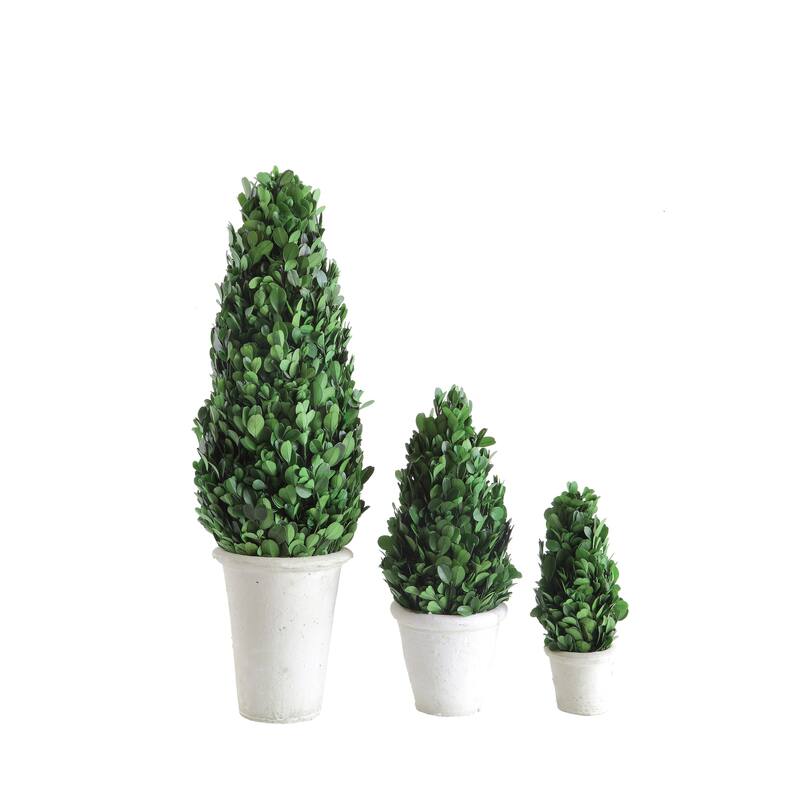 Preserved Boxwood Cone Topiary in Clay Pot