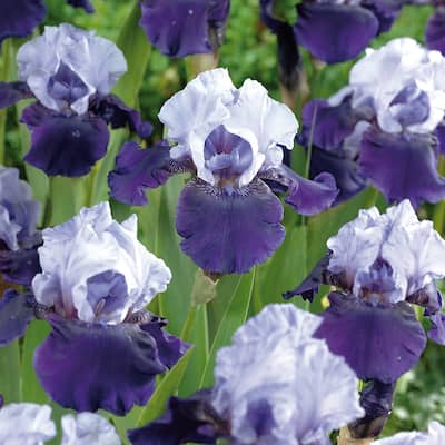 Van Zyverden Bearded Iris Best Bet Set of 3 Roots