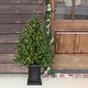 preview thumbnail 2 of 8, Fraser Hill Farm 4-Ft. Boxwood Porch Tree in Black Pot with Warm White Lights, Set of 2
