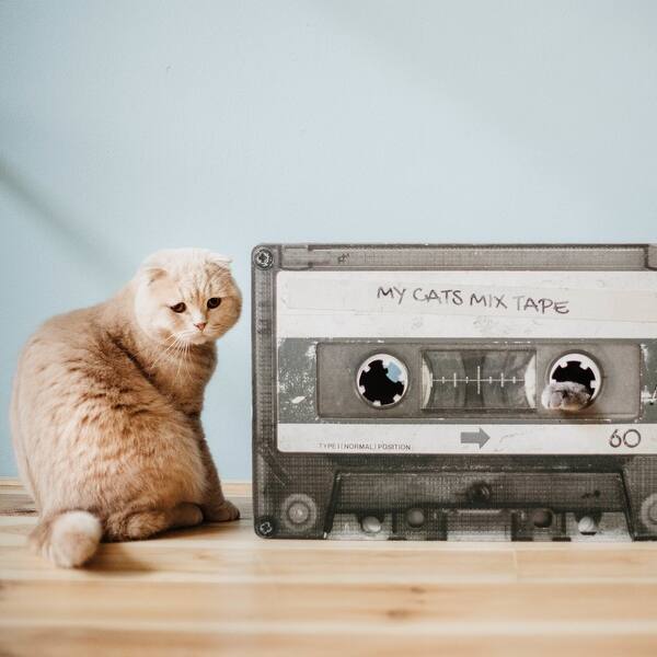Shop District 70 Mix Tape Cardboard Cat Scratcher Overstock