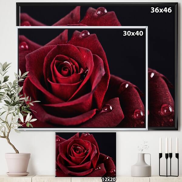 Designart Red Rose With Raindrops On Black Flowers Framed Canvas Wall Artwork Print On Sale Overstock 18959099