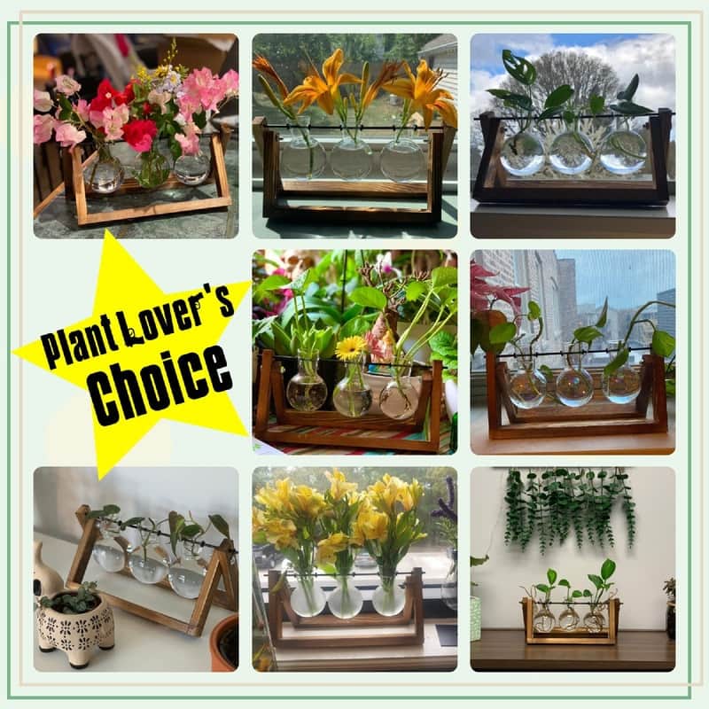 Plant Terrarium with Wooden Stand - 11"L x 4"W x 5.5"H