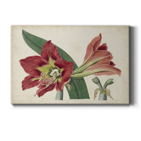 slide 2 of 7, Amaryllis Splendor I Premium Gallery Wrapped Canvas - Ready to Hang 12X18