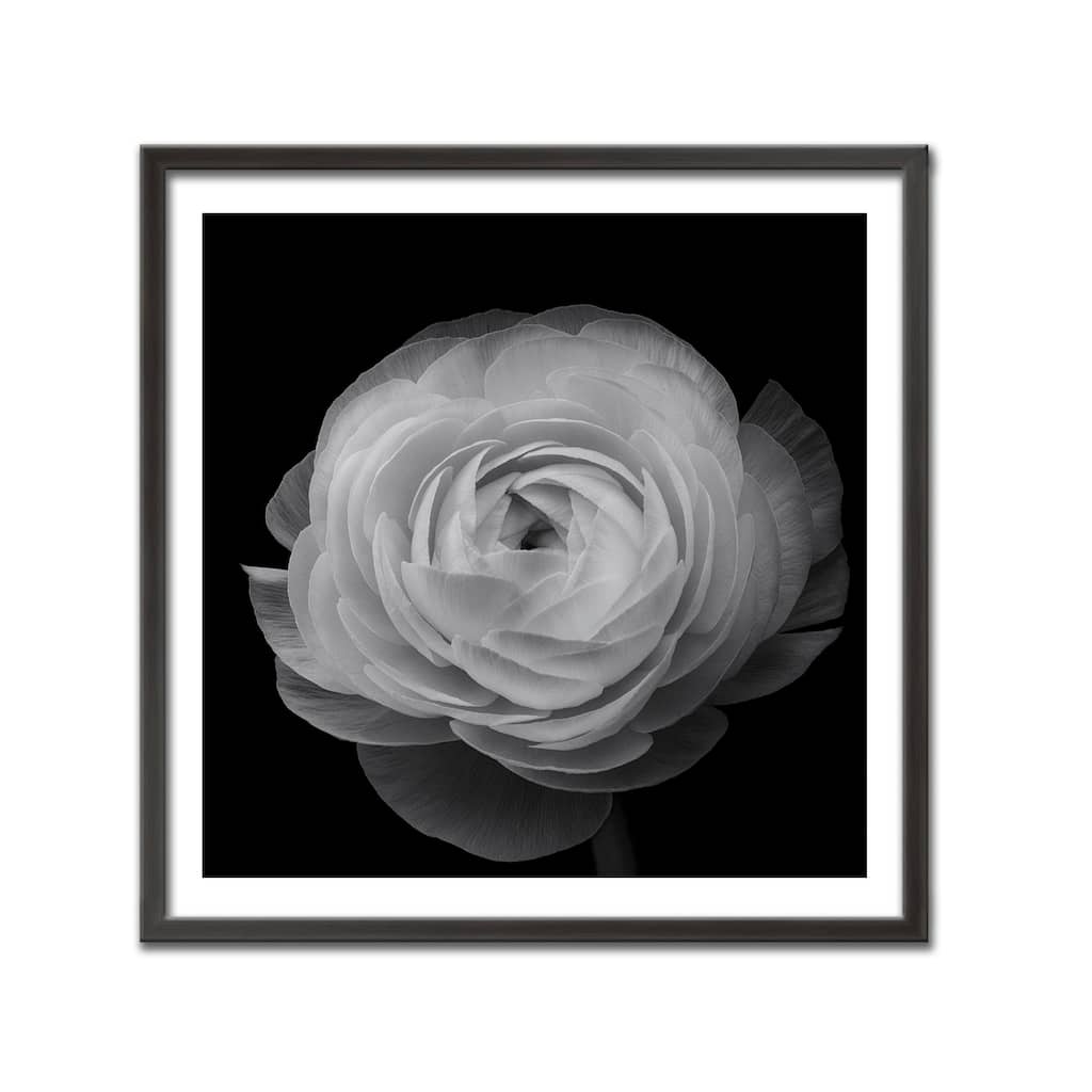 "Ranunculus" Framed Print Wall Art by Lotte Gronkjar