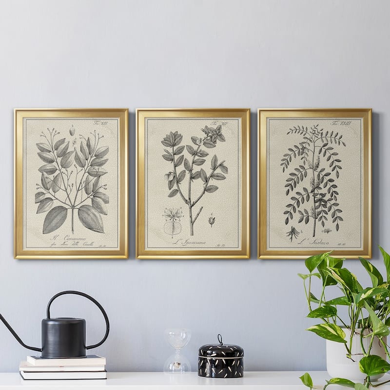 Antique Black & White Botanical VII Premium Framed Canvas - Ready to Hang - Multi-Color