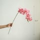 Option Pink