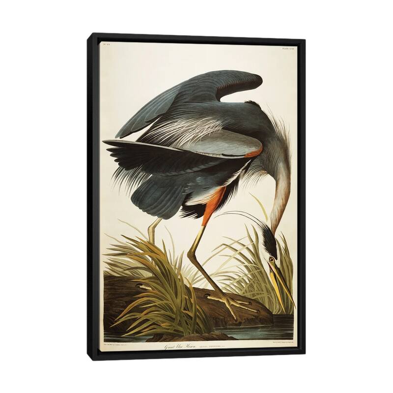 iCanvas "Great Blue Heron " by John James Audubon Framed Canvas Print - 40x26 - Black