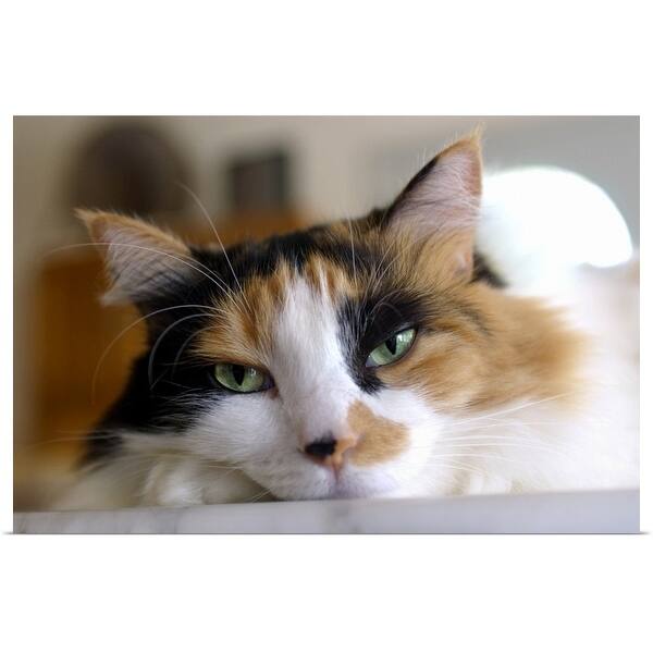 Shop Cat Poster Print Free Shipping On Orders Over 45