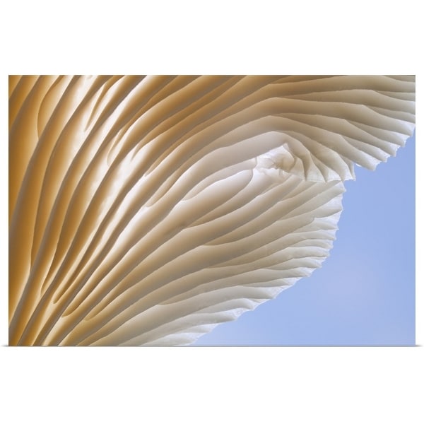 "Washington, Oyster Mushroom - detail of gills" Poster Print