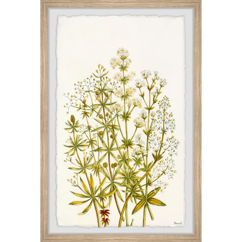 The Flowering Plant Framed Print