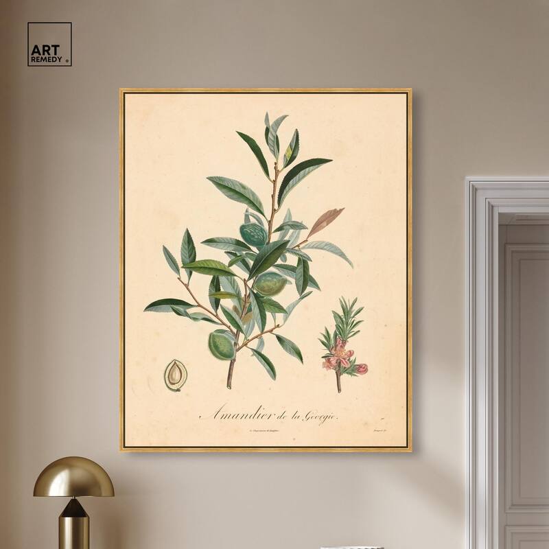 Almond of Georgia I Canvas by Art Remedy
