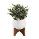 preview thumbnail 3 of 1, Eucalyptus in 5" Matte White Mayan Ceramic Pot on Wood Stand ,E PACK - ONE-SIZE