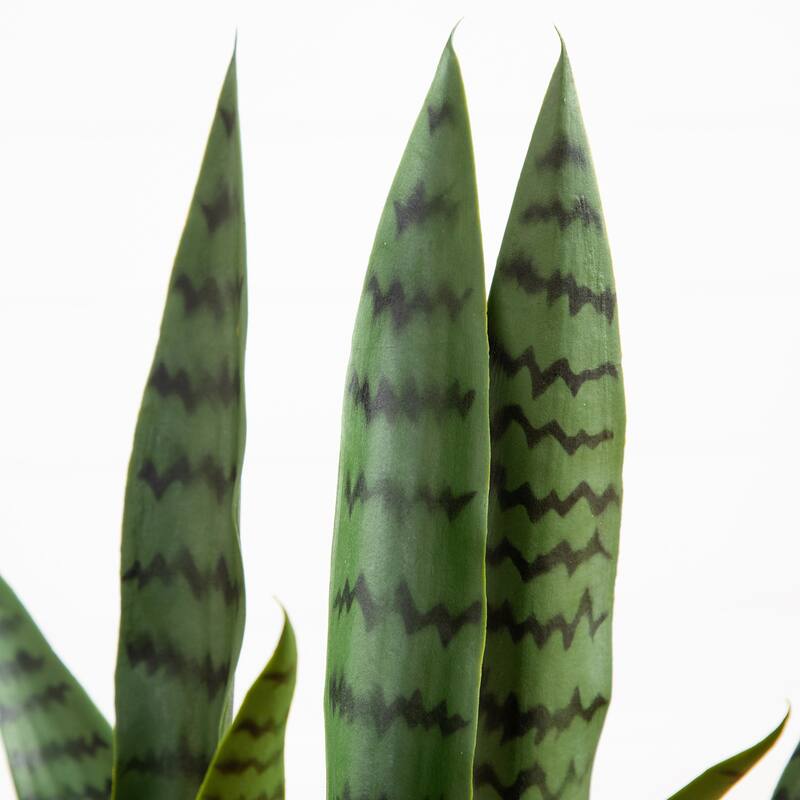 Sansevieria Artificial Plant with Planter - 2' - Green