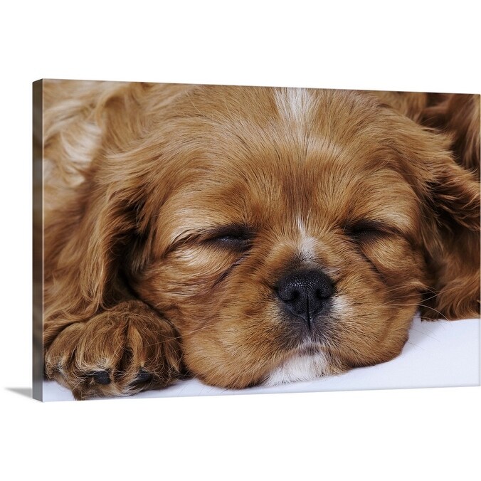 Shop Cavalier King Charles Spaniel Puppy Sleeping Close Up Canvas Wall Art Overstock 16470157