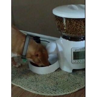 paws & pals automatic dog feeder