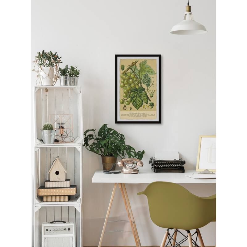 Common Grape Vine Framed Print