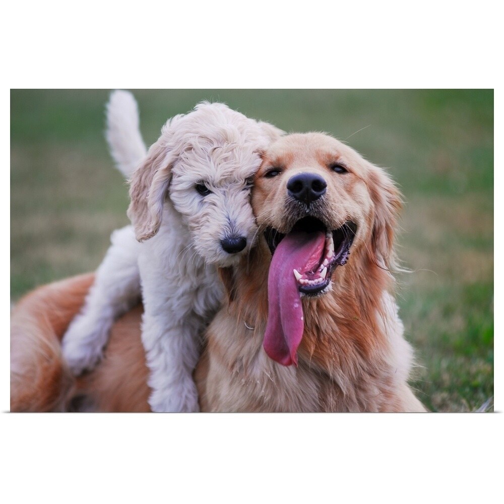 golden retriever doodle puppies