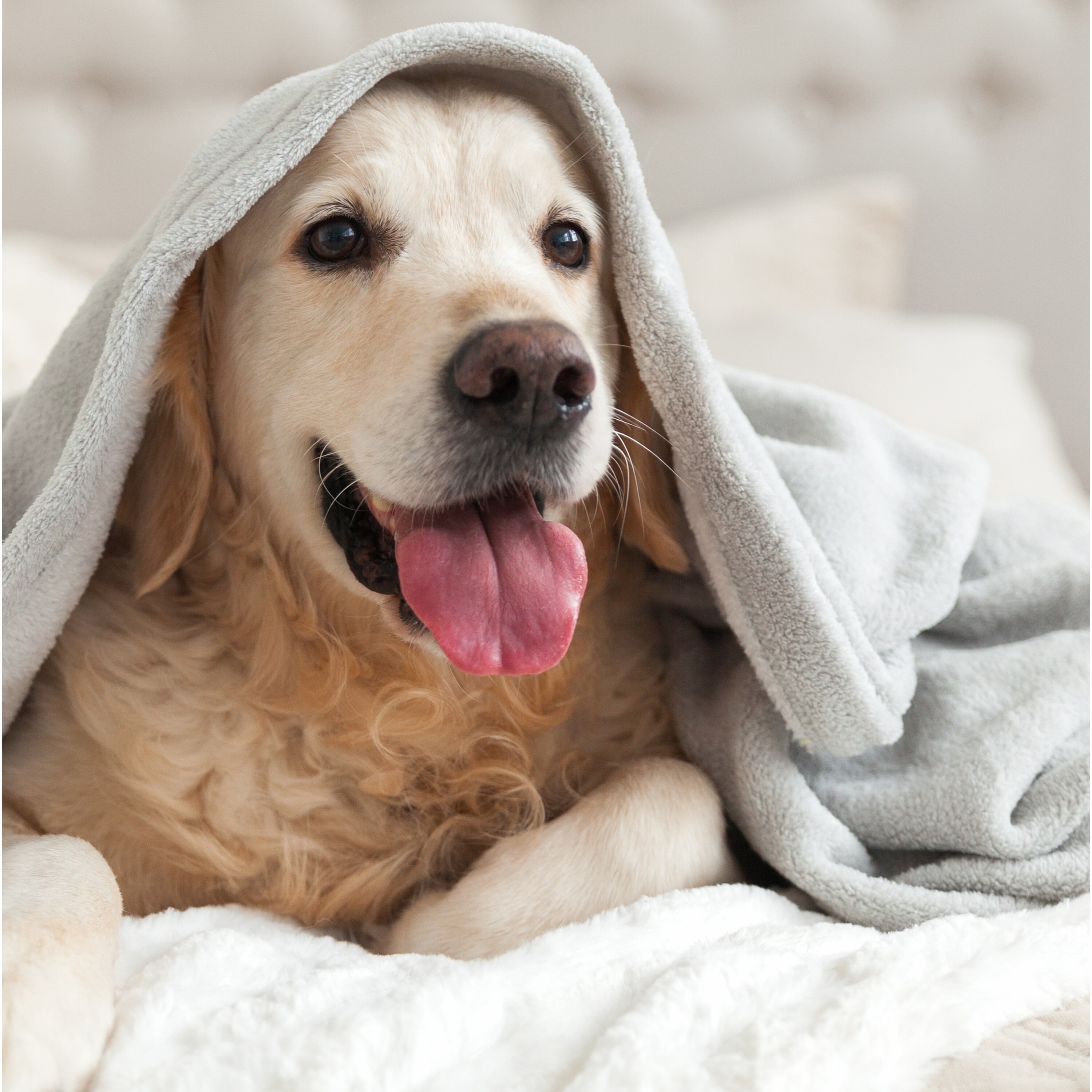 Bed bath and on sale beyond vellux blanket