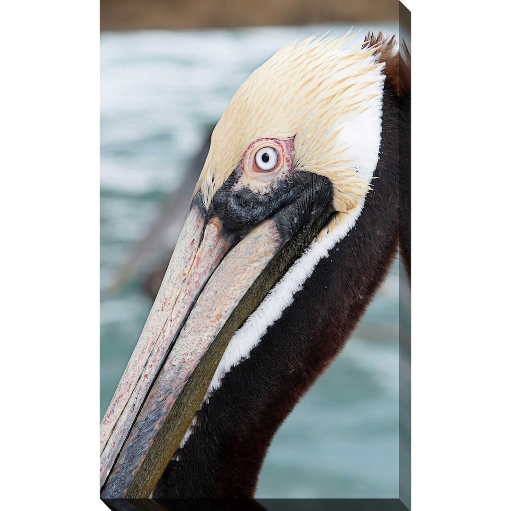 "Bayside Pelican" Print on Canvas