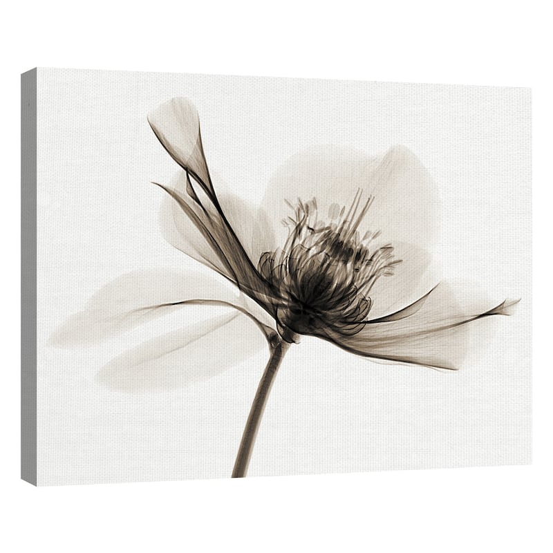 Hellebore II by Robert Coop Canvas Art Print