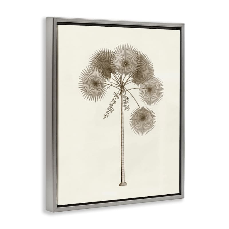 Stupell Vintage Study of Palm Tree Framed Floater Canvas Wall Art Design By Phillipa Katz