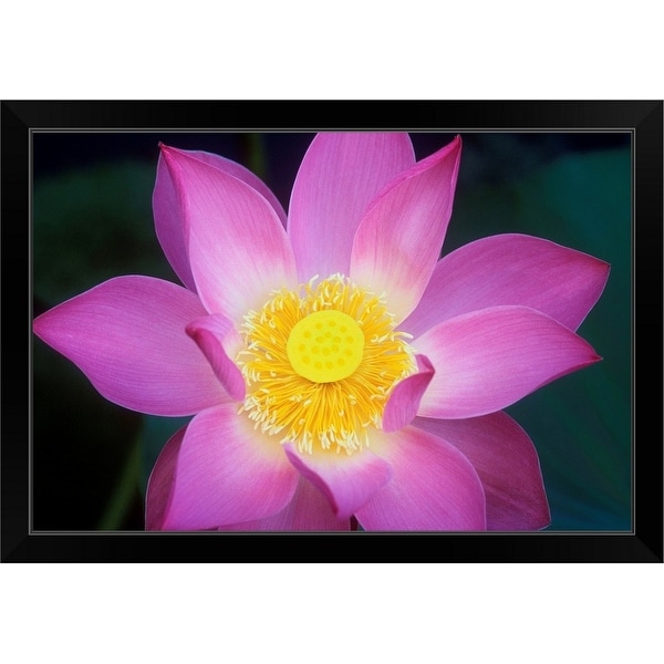"Lotus flower" Black Framed Print