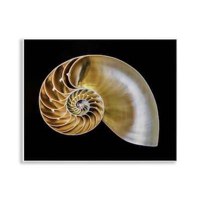 Stupell Tan Nautilus Shell on Black Wall Plaque Art Design By Mary Lou Johnson