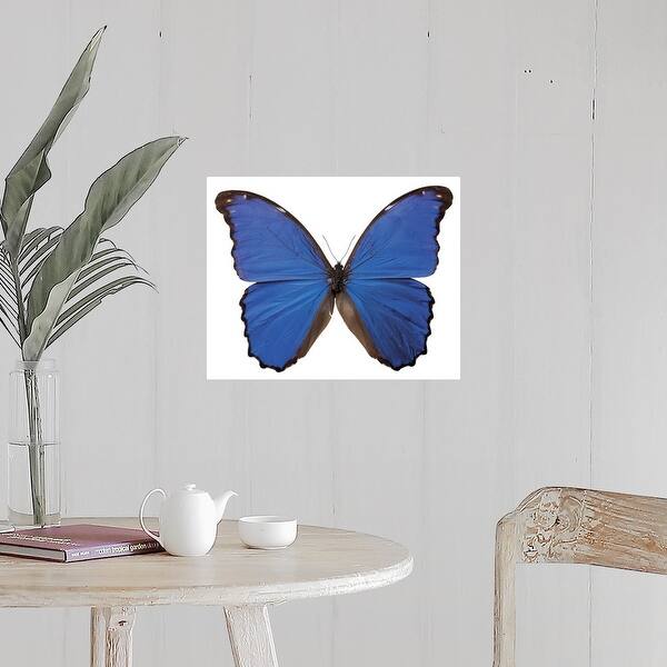 Shop Close Up Of A Nestira Morpho Butterfly Poster Print Overstock 16442118