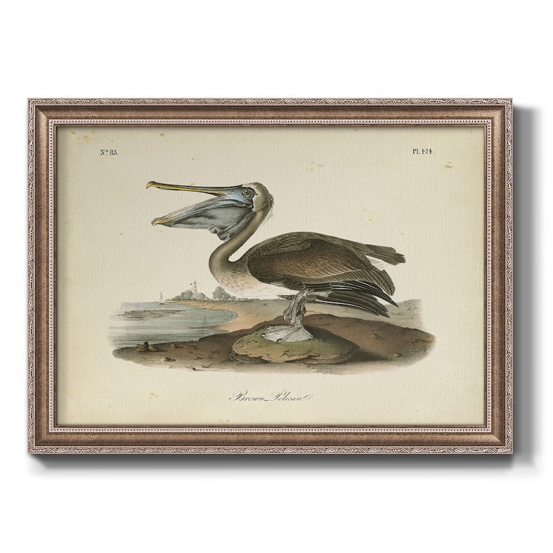 Audubons Brown Pelican Premium Framed Canvas- Ready to Hang - 24X36 - Pewter