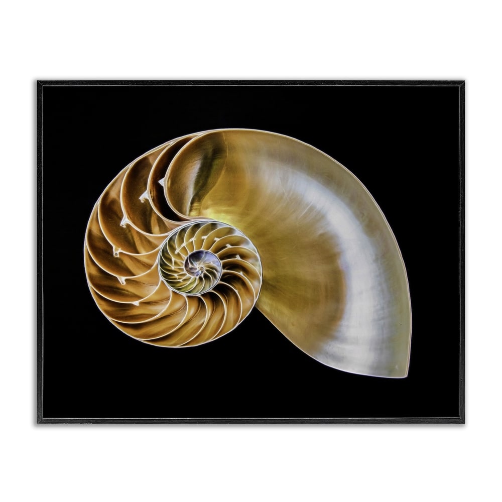 Stupell Tan Nautilus Shell on Black Framed Giclee Art Design By Mary Lou Johnson
